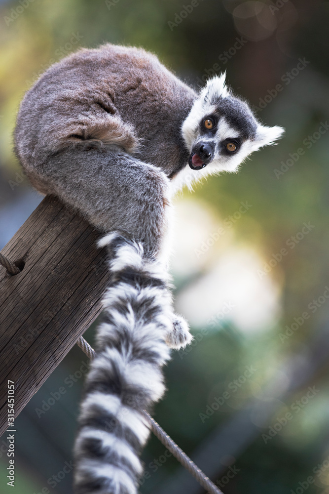 Obraz premium Lemur 