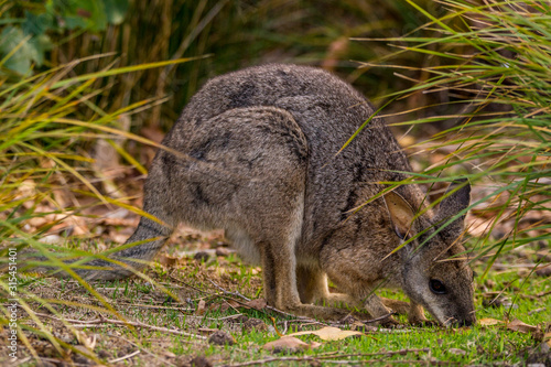 Kangaroo Island, Australia, South Australia- MARCH 2016: Kangaroo, Wallabi, grazing in the Australian bush. Today extremely endangered by Australian fires. photo