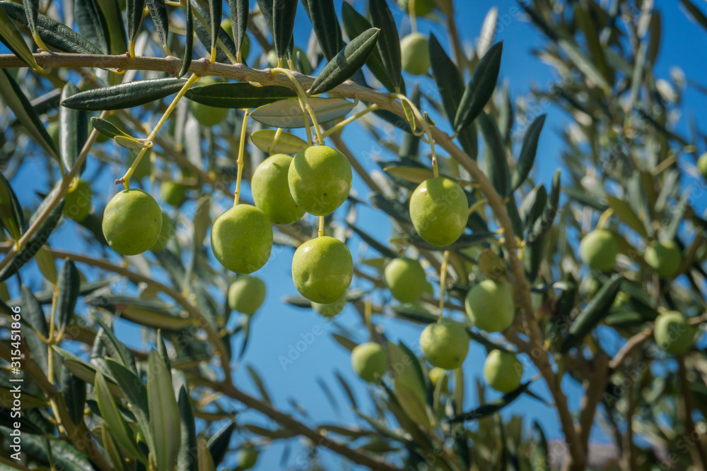 Green Olives growing on the olive tree