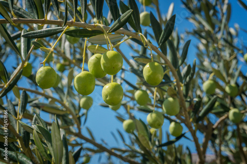 Green Olives growing on the olive tree