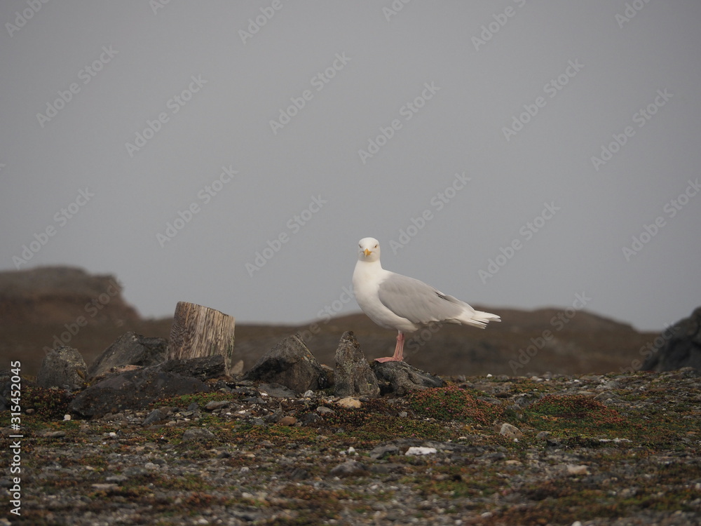 Portrait of a seagull on the Wilczek peninsula. Europe, Svalbard, Hornsund. Portrait of a seagull on the Wilczek peninsula. Europe, Svalbard, Hornsund.