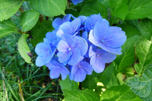 hydrangea