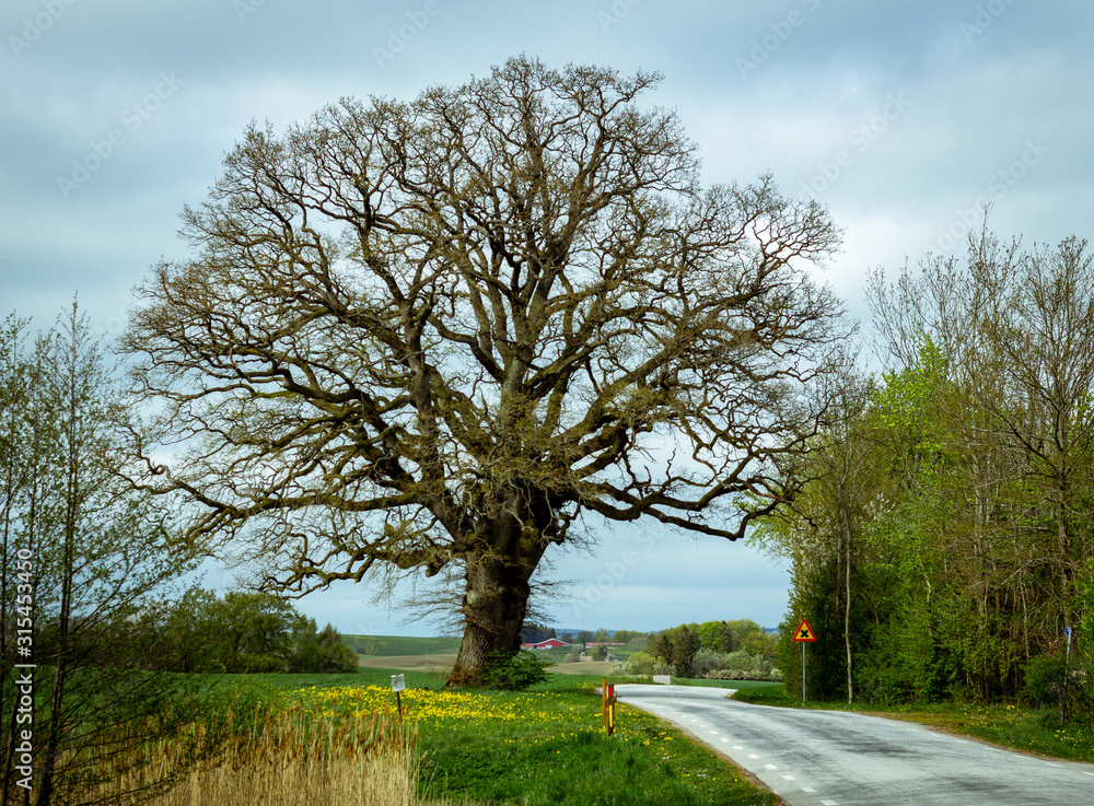 An oak tree without leaves stands grand close to a winding country road in the farmlands of southern Sweden. Rural area. An oak tree without leaves stands grand close to a winding country road in the farmlands of southern Sweden. Rural area.