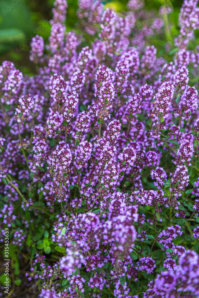 Garden thyme, English thyme, Common thyme (Thymus vulgaris), blooming Garden thyme, English thyme, Common thyme (Thymus vulgaris), blooming