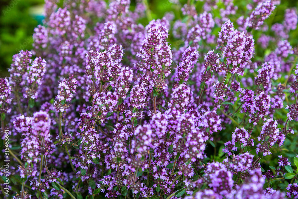  Garden thyme, English thyme, Common thyme (Thymus vulgaris), blooming 