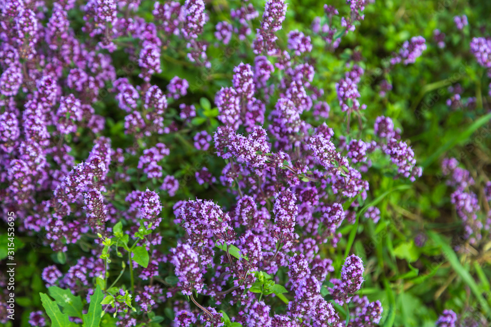 Obraz premium Garden thyme, English thyme, Common thyme (Thymus vulgaris), blooming 