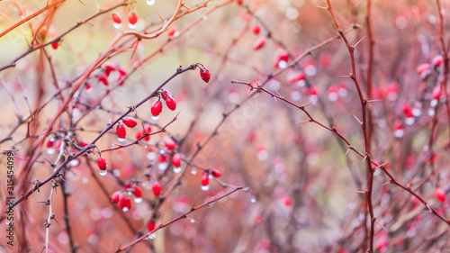 red berries with a drop of water hanging from a branch on a pink background.