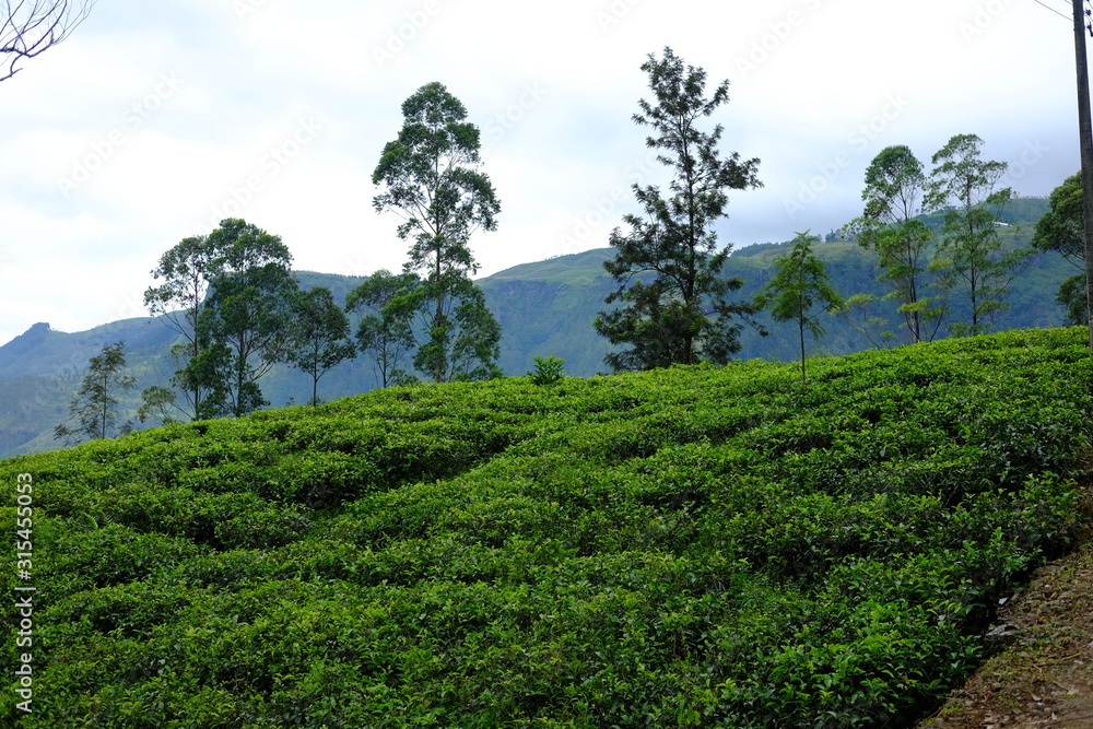 tea plantations against the backdrop of mountains in Sri Lanka