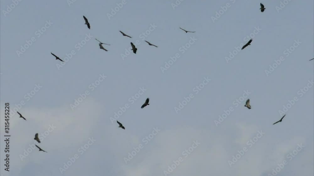 White-backed vulture, Kruger National Park White-backed vulture, Kruger National Park