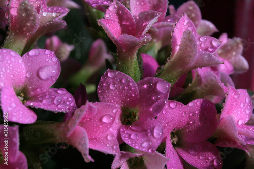 Dew drops on pink flowers