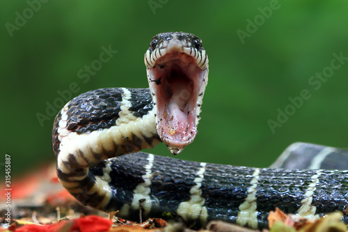 Boiga snake ready to attack, Boiga dendrophila, animal closeup