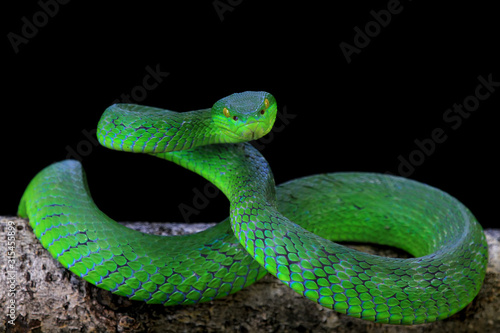 Green albolaris snake front view, animal closeup