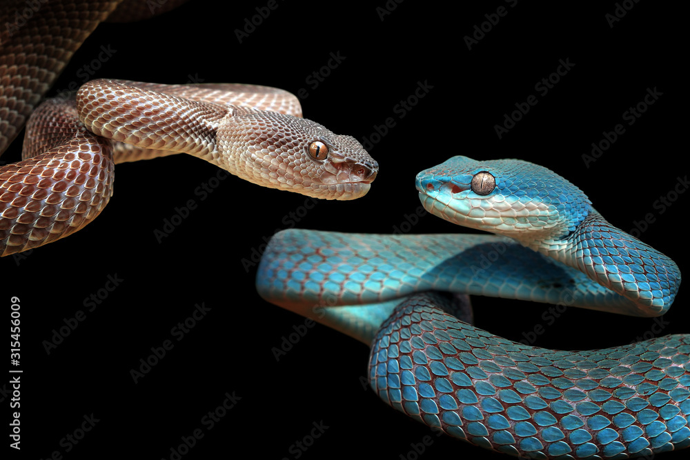 Fototapeta premium Blue viper snake closeup face, viper snake, blue insularis, Trimeresurus Insularis, animal closeup