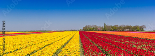 Panorama of dutch red and yellow tulips in Noordoostpolder, Netherlands
