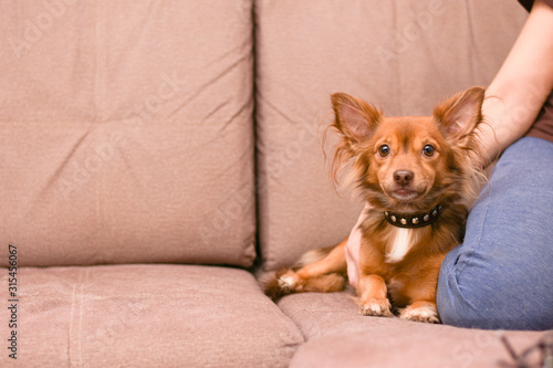 Tableau sur toile little dog lying on the sofa with his mistress