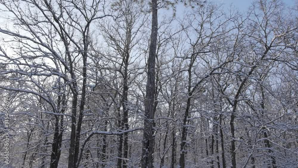 Top-Down View Of Winter Forest Under The Snow Top-Down View Of Winter Forest Under The Snow