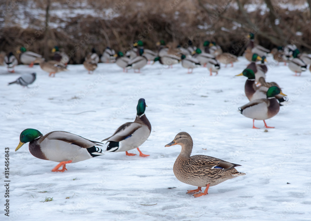 Ducks and drakes are looking for food in the snow