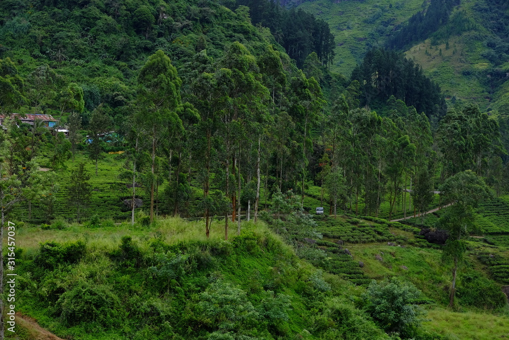 View of the forest and tea plantations View of the forest and tea plantations