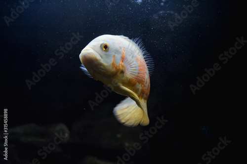Underwater world and its beauty. Hobby aquariums. Aquarium with fish.
