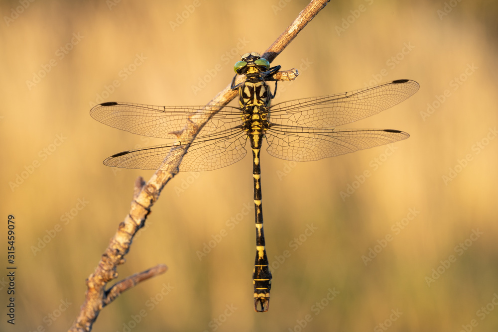 The small pincertail or green-eyed hook-tailed dragonfly Onychogomphus forcipatus in Czech Republic The small pincertail or green-eyed hook-tailed dragonfly Onychogomphus forcipatus in Czech Republic