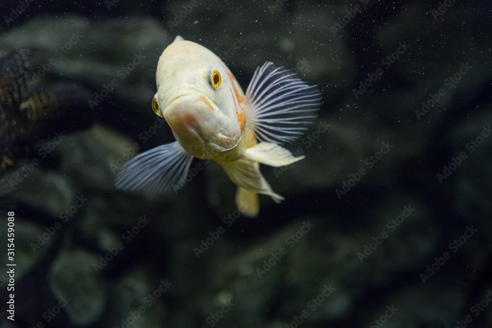 Aquarium fish Astronotus. Cichlids in the aquarium. Fish is an albino. Underwater world. Aquarium fish Astronotus. Cichlids in the aquarium. Fish is an albino. Underwater world.