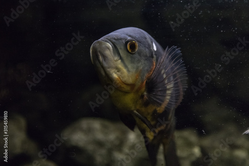 Underwater world and its beauty.  Aquarium with fish.