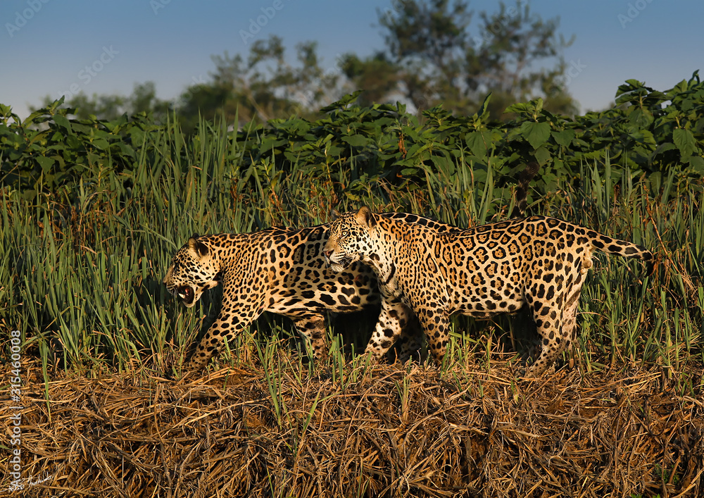 jaguar brothers of pantanal - brazil