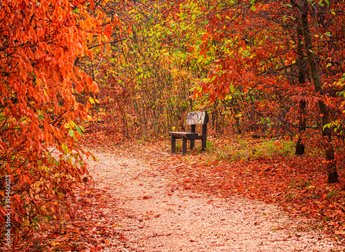 Bench with trees in autumn