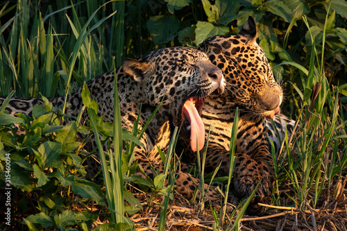 jaguar brothers of pantanal- brazil