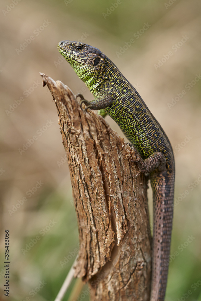 Fototapeta premium The sand lizard Lacerta agilis in Czech Republic