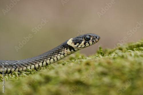 The Grass snake Natrix natrix in Czech Republic