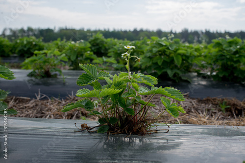 young strawberry farm field  Ukraine.