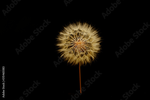 A gigantic fuzzy dandelion  with seeds attatched  forming a fuzzy sphere  againt the black background of a computer screen.