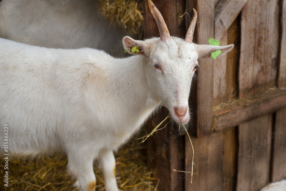Fototapeta premium Image of white goats in farm in Zoetewoude, Netherlands