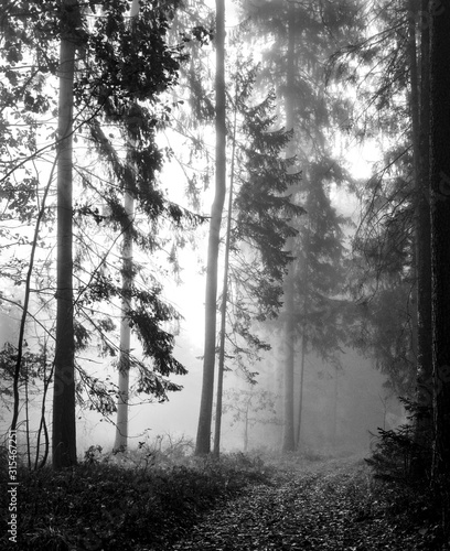 Fototapeta Naklejka Na Ścianę i Meble -  Misty, mysterious forest view. High trees, pathway goes deep into mist. Monochrome photograph digitized (negative scan), film grain. Augustow Primeval Forest, Poland.