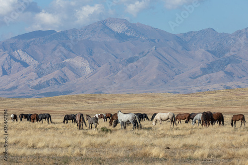 Wild Horses in Autumn in the Utah Desert