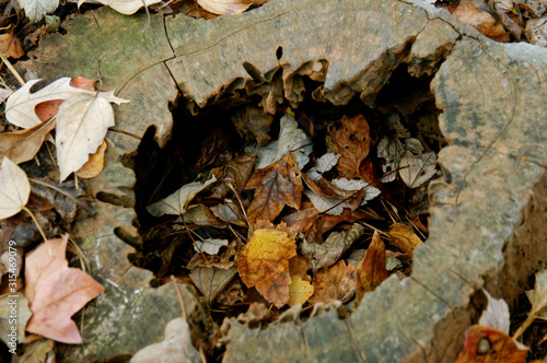 Close-up of a tree stump in the woods with empty cneter and a variety of fall leaves