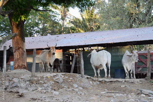 Ranch view of cattle at Rincon de Vieja in Costa Rica