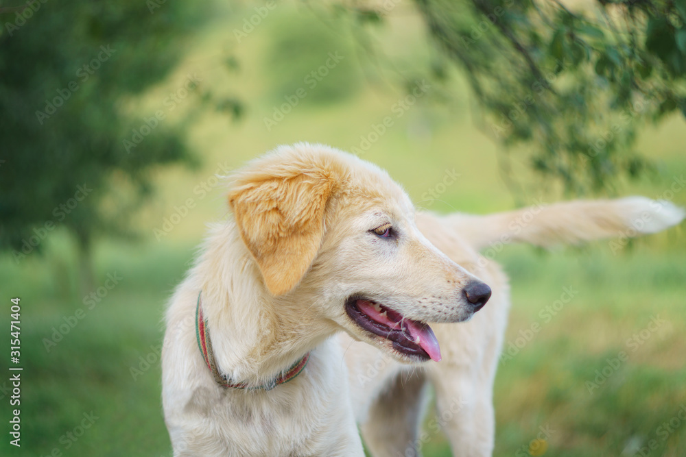 portrait of golden retriever