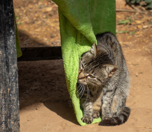 stray cat oustide in a park photo