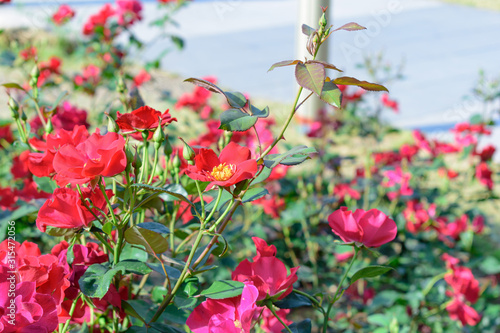 Fototapeta Naklejka Na Ścianę i Meble -  バラ園に咲き乱れる赤いバラ