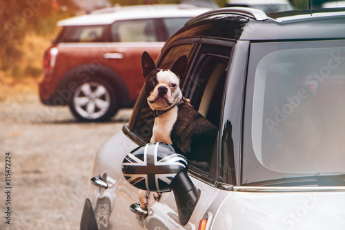 Dog looking out the window of a car