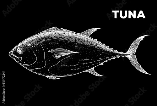 Tuna fish sketch. Hand drawn vector illustration. Seafood design element for packaging. Engraved style illustration. Can used for packaging design