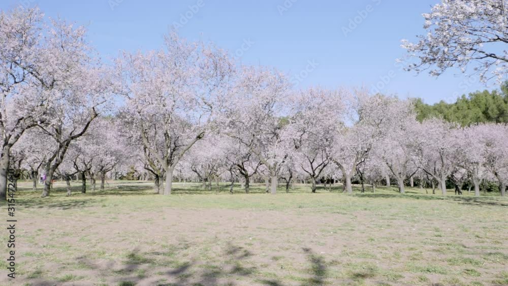 An overview video of almond trees in blossom with pink flowers in spring in Europe at the park of Quinta de los Molinos in Madrid, Spain in spring. Famous park in Madrid with blooming almond trees. An overview video of almond trees in blossom with pink flowers in spring in Europe at the park of Quinta de los Molinos in Madrid, Spain in spring. Famous park in Madrid with blooming almond trees.