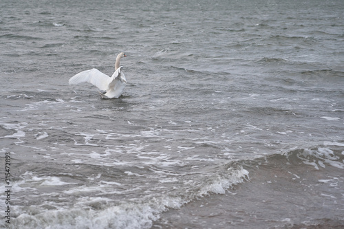 Swan on a waving surface of stormy sea water. Copy space.