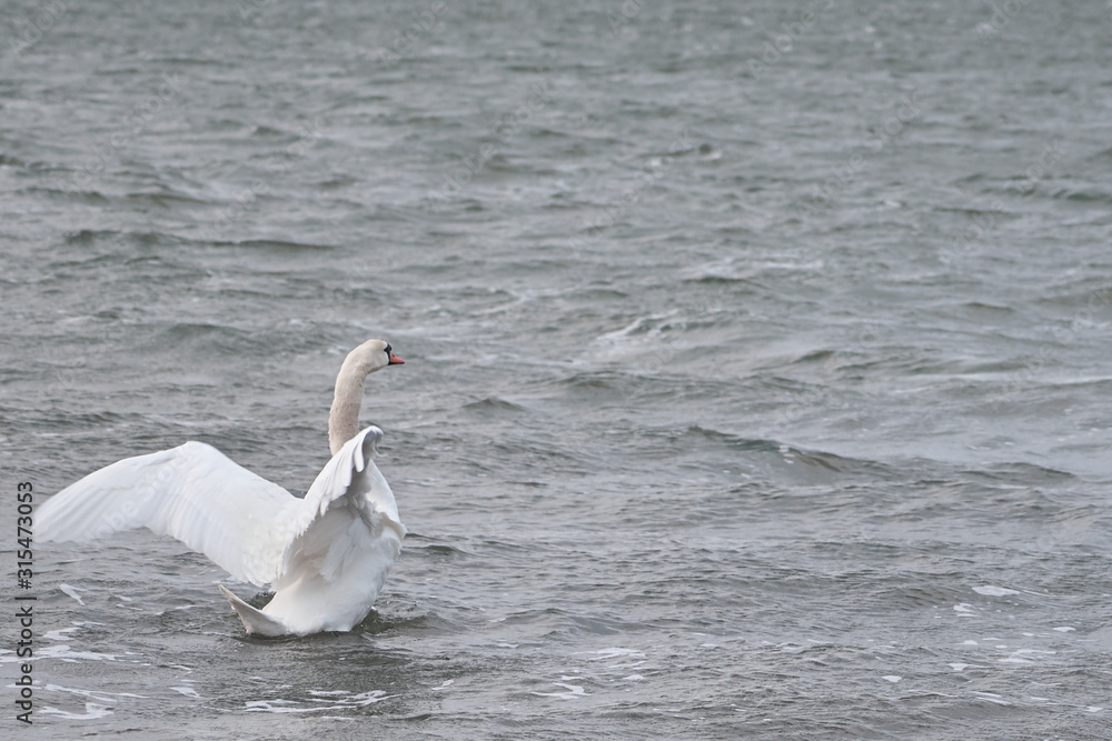 Fototapeta premium Swan on a waving surface of stormy sea water. Copy space.