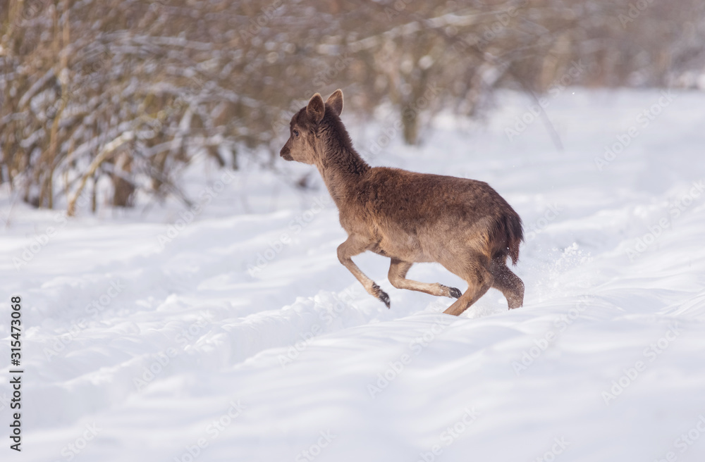 Obraz premium Delicate wild deer in winter landscape, on the field outside the forest