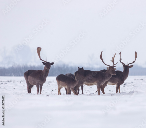 Group of delicate wild deer in winter landscape, on the field outside the forest