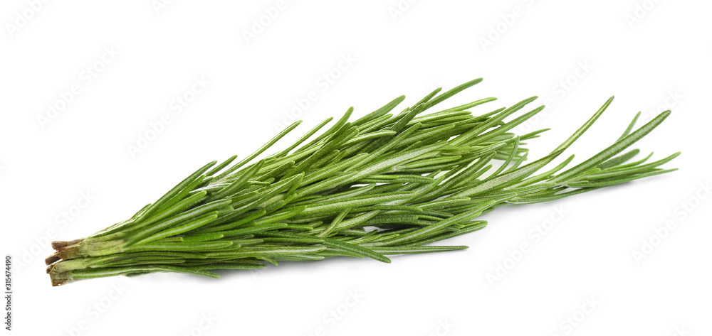 Fresh green rosemary isolated on white. Aromatic herb Fresh green rosemary isolated on white. Aromatic herb