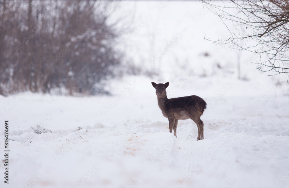 Delicate wild deer in winter landscape, on the field outside the forest Delicate wild deer in winter landscape, on the field outside the forest